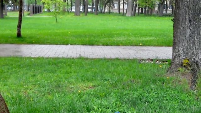 Утиный выводок в центре города смотреть онлайн