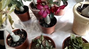 Адениум! Складывает листики! И прочие вопросы.