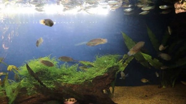 ornamental fish endemic to Sri Lanka   Giant Danio (Danio Malabaricus)