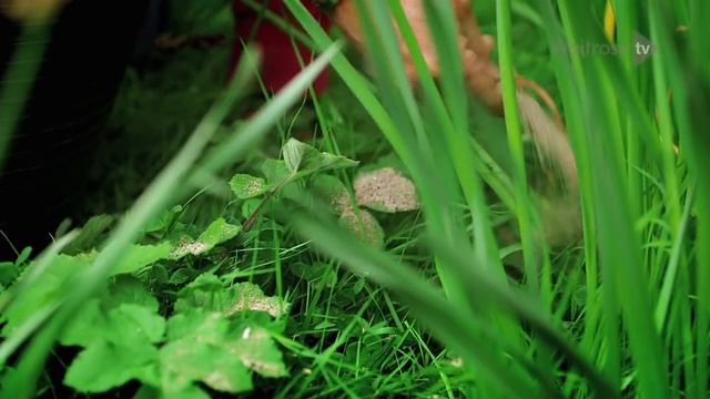 How to Care for your Bulbs with Alan Titchmarsh | Waitrose & Partners смотреть онлайн