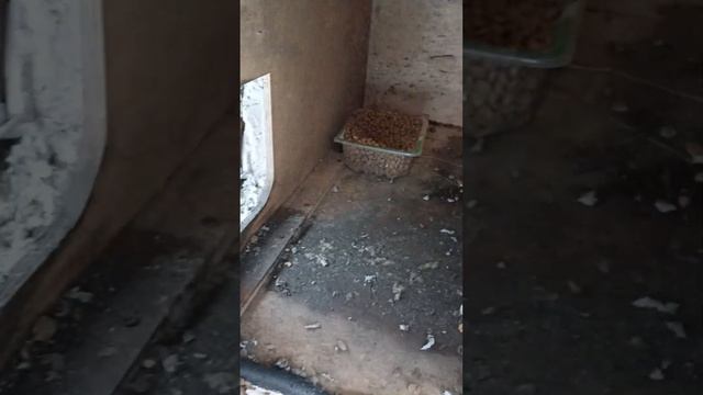 О котике без хвоста и его бездомной братии смотреть онлайн