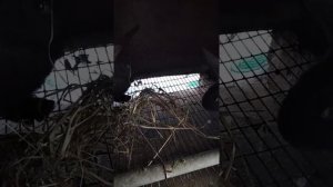 пробуем кроликам давать сенаж