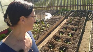 Капустный видео привет с 6 соток 19 мая 2024 года.