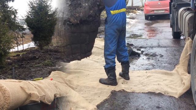 Выкопка и комовка елей смотреть онлайн