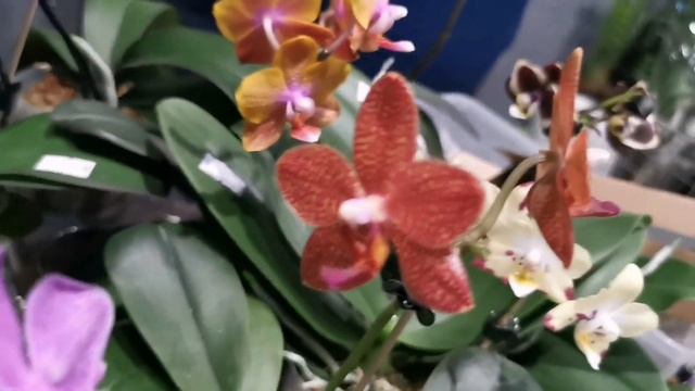 Выставка орхидей в Москве - первый зимний Орхидиум, декабрь 2021 смотреть онлайн