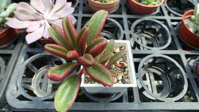 Peperomia graveolens 多肉植物圖鑑 紅背椒草 смотреть онлайн
