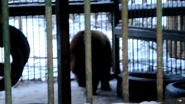 Маша, Дикуша, Даша смотреть онлайн