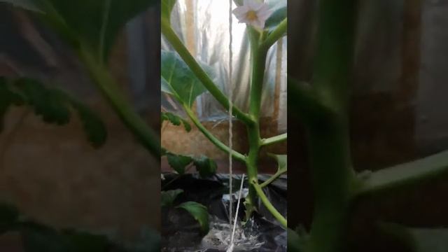 Гидропоника выращивание баклажан. смотреть онлайн