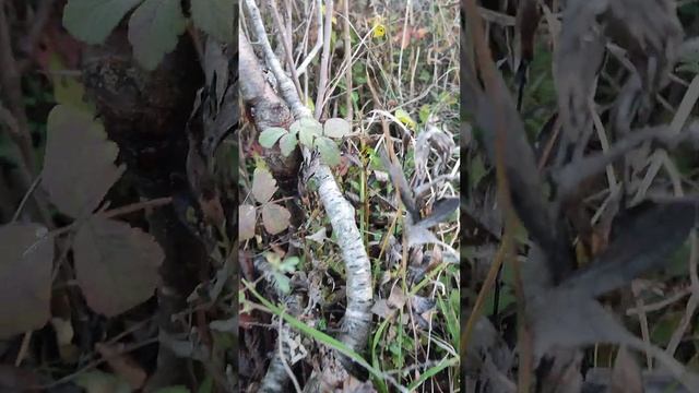 Лесные прогулки , антипка перепривитая. смотреть онлайн