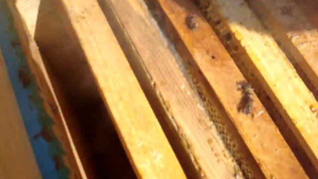 осмотр пчел после зимы смотреть онлайн