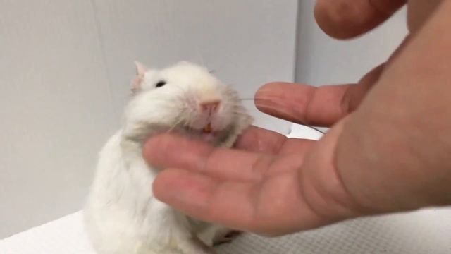 もはや立ちながらなでなでされるデグー смотреть онлайн