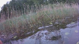 Рыбалка. Ловля леща в мерёжа.