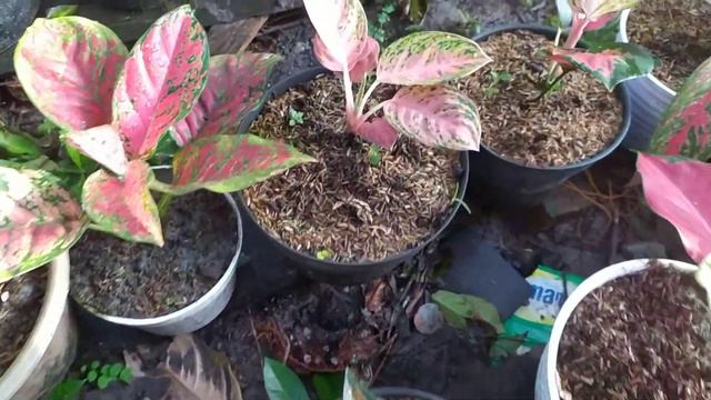 Aglaonema.. dieffenbanchia... caladium.. alokasia.. singonium смотреть онлайн