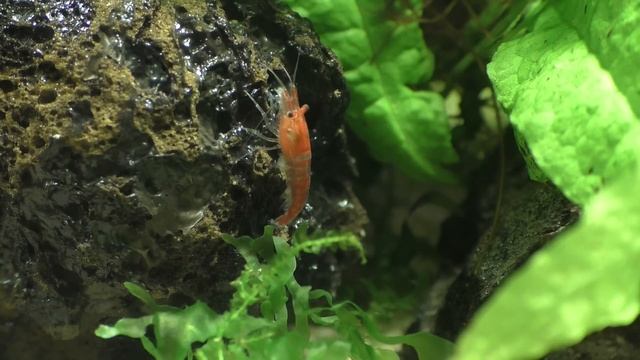 Cherry Shrimp - How To Breed, What To Feed, And Everything You Need. смотреть онлайн