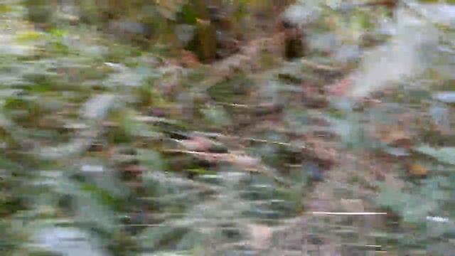 Ручей с бобрами у Брянской ниагары Брянский лес смотреть онлайн