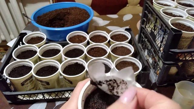 Сею томаты( коллекционные сорта) Полезные советы.