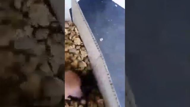 Грецкий орех оптом. смотреть онлайн
