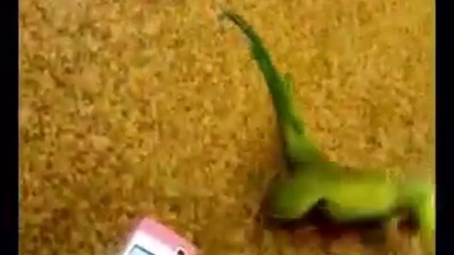 Попугай танцует смотреть онлайн