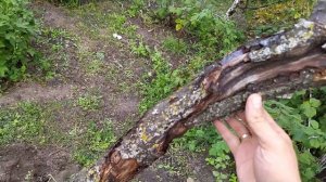 Камедетечение. Профилактика и лечение косточковых.