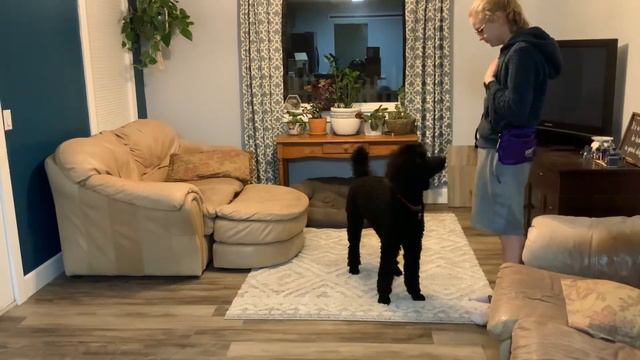 KPA Shaping Head Dip (Lesson 4 Ex. 4.1) Kaylee Walton w/ Louie смотреть онлайн