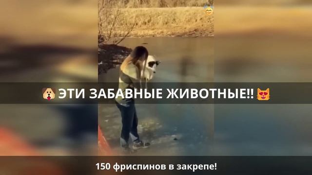 Нарезки 2023? Смешные животные до слез! ? Эпизод 496 смотреть онлайн