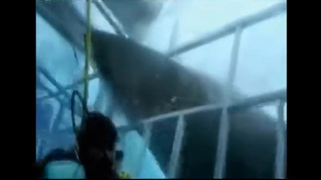 Акулы.."Нападение на человека большой белой акулы" смотреть онлайн