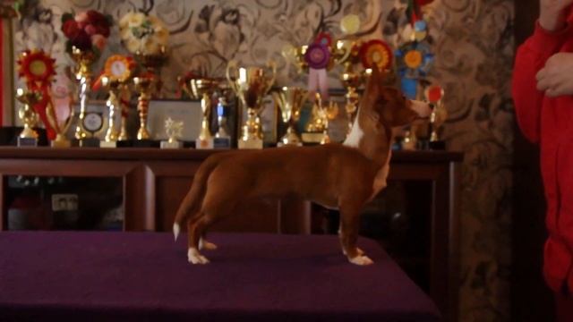 Puppies Portuguese podengo. смотреть онлайн