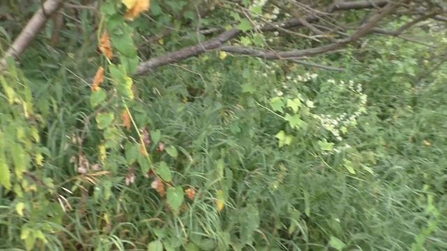 ДАРЫ РЕКИ УШНЫ! Ловим рыбу и собираем ЕЖЕВИКУ! смотреть онлайн