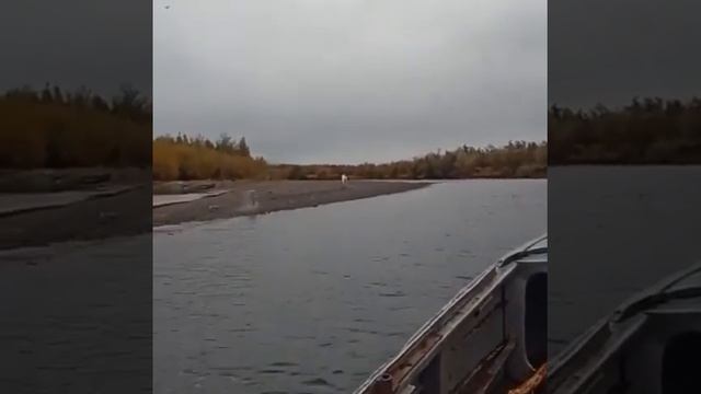 Олень-альбинос переплывает реку смотреть онлайн