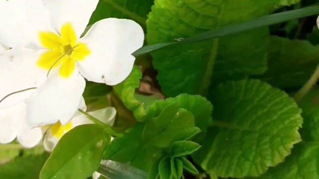 ЦВЕТ НАСТРОЕНИЯ-ЦВЕТОЧНЫЙ/РЕЛАКС #втопе #videoshow #flowers