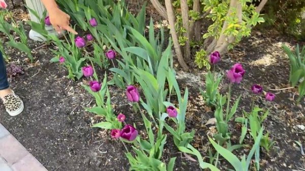 May Garden Tour! 🌿💚🌿 // Garden Answer