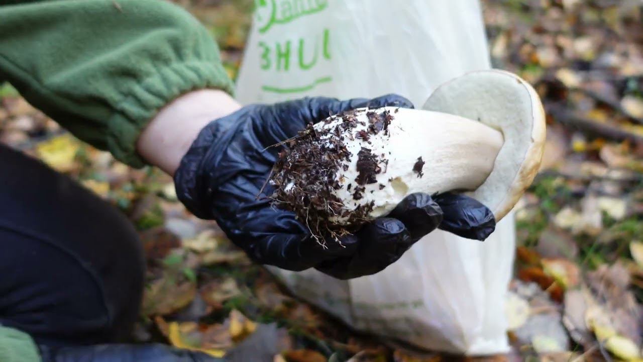 Грибная разведка 09 октября 2022. Всеволожский район.