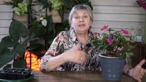 Уход за рассадой бальзамина ✔️ Ванька Мокрый Бальзамин уход в домашних условиях