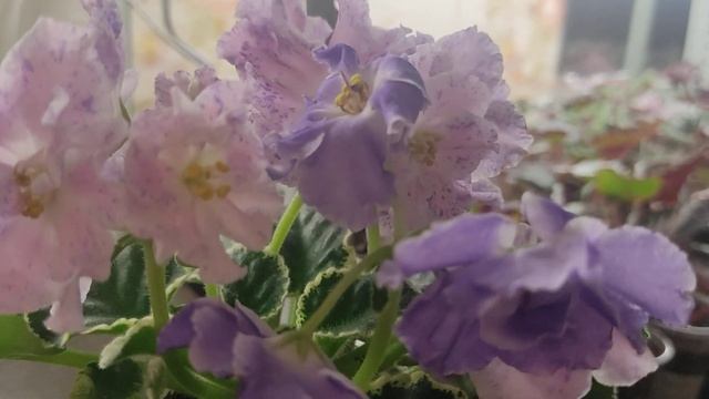 Фиалка сорт ЛЕ - Сюрприз зимы смотреть онлайн