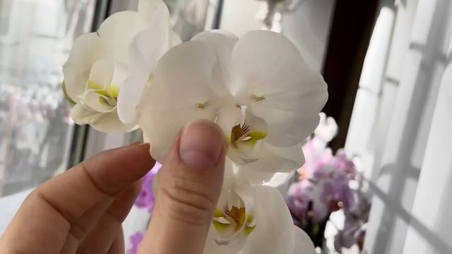 Новые шедевры в моей коллекции ?. Редкие орхидеи бабочки.??? смотреть онлайн