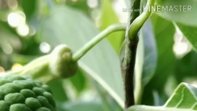 गमले में ढेर सारे फल देने वाले 12 फ्रूट प्लांट | Fruit Plants To Grow In Pots & Get Lots Of Fruits смотреть онлайн