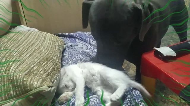 собака ест котенка смотреть онлайн