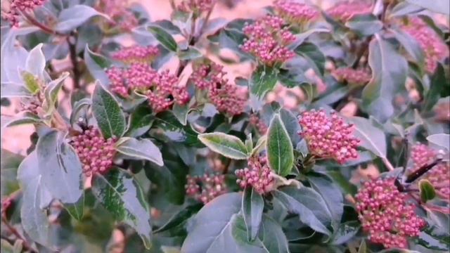 Вечнозелёная красавица: калина лавролистная, смотреть онлайн