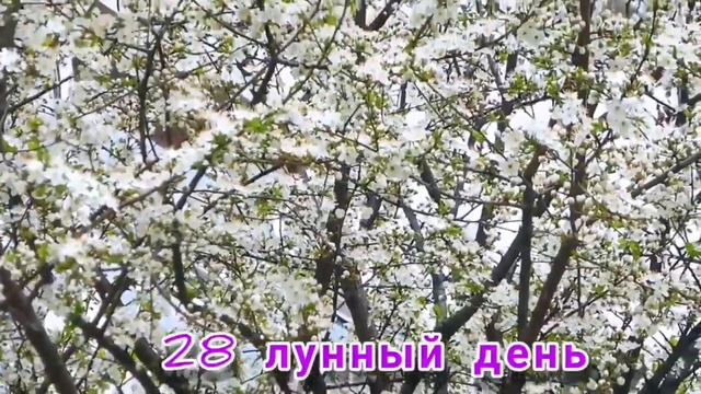 28-ой лунный день. смотреть онлайн