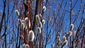 Медонос ИВА остролистная (краснотал, красная верба, шелюга). Описание. Медопродуктивность