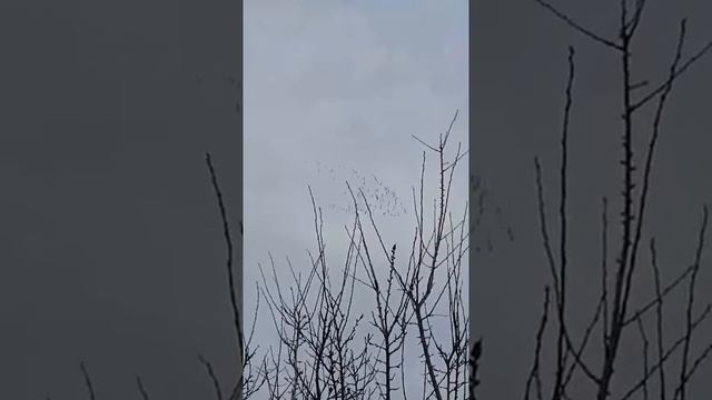 Осень улетают птицы в теплые края. смотреть онлайн