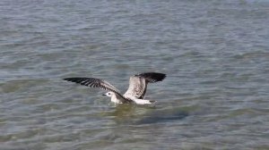 красивое видео  море   чайки