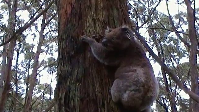 Koala is nervous. Коала нервничает (268sp) смотреть онлайн