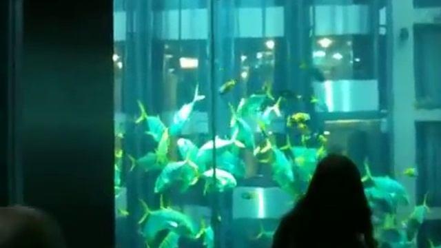Гигантский аквариум В Берлине смотреть онлайн