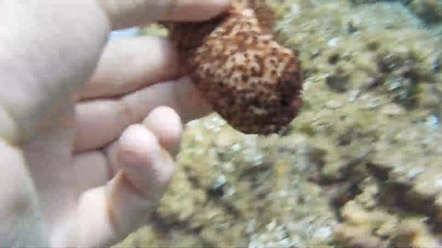 Strzykwa wystrzykująca wnętrzności, ogórek morski - Hiszpania смотреть онлайн