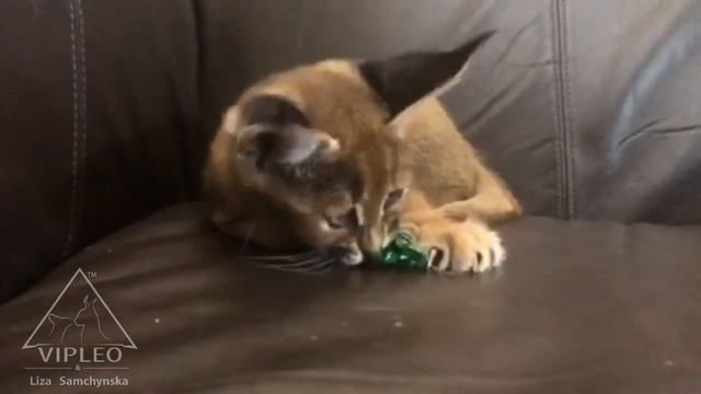 Каракет F1 (75% каракал) - девочка играет как охотится.