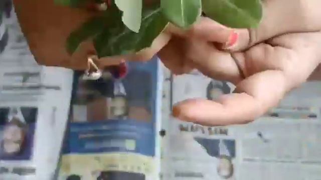 Summer flowering plant: Adenium grafting easily смотреть онлайн