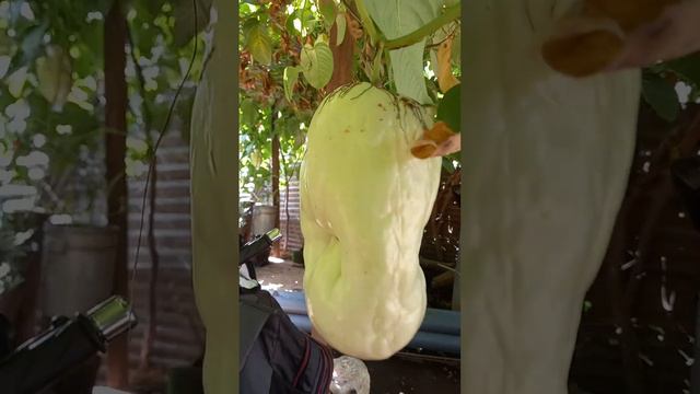 Granadillas Nica смотреть онлайн