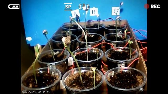 Electricity's Affect on Plants смотреть онлайн