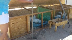 Содержание бройлеров  на маленьком участке: бюджетный вариант курятника